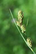 Image of Buxbaum's sedge