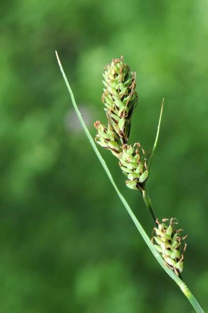 Image of Buxbaum's sedge