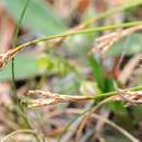 Image of Carex ornithopoda Willd.