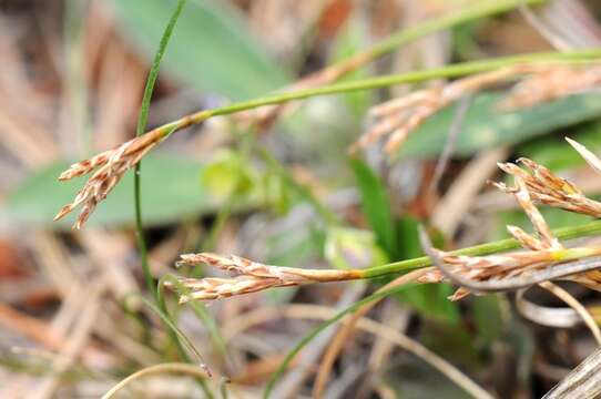 Image of Carex ornithopoda Willd.