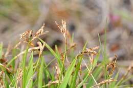 Image of Carex ornithopoda Willd.