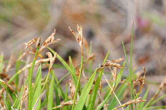 Image of Carex ornithopoda Willd.