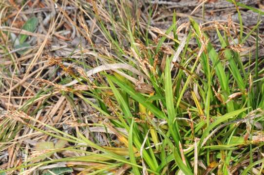 Image of Carex ornithopoda Willd.