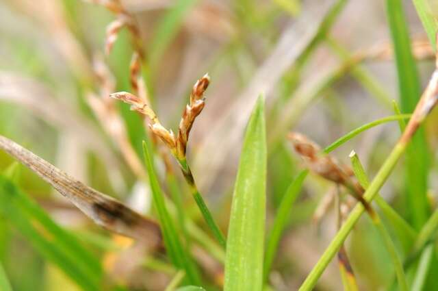 Image of Carex ornithopoda Willd.