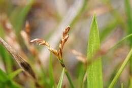 Image of Carex ornithopoda Willd.