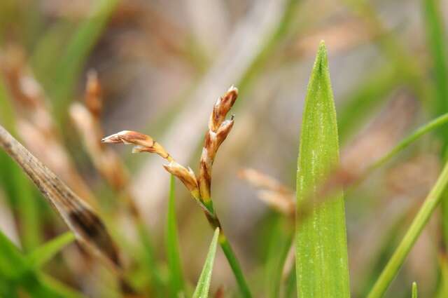 Image of Carex ornithopoda Willd.