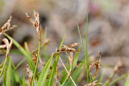 Image of Carex ornithopoda Willd.