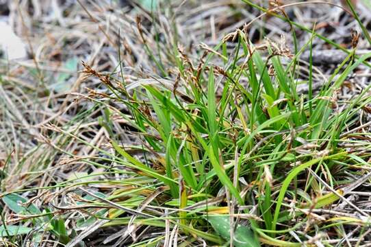 Image of Carex ornithopoda Willd.