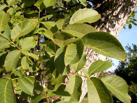 Image of walnut