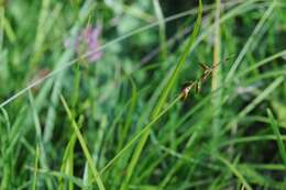 Image of Flea Sedge