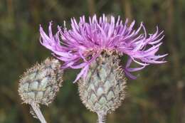 Centaurea scabiosa L. resmi