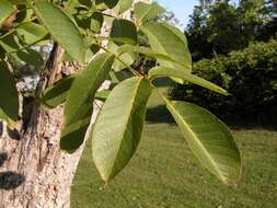 Image of walnut