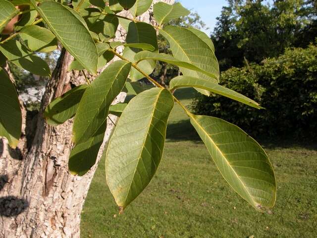 Image of walnut