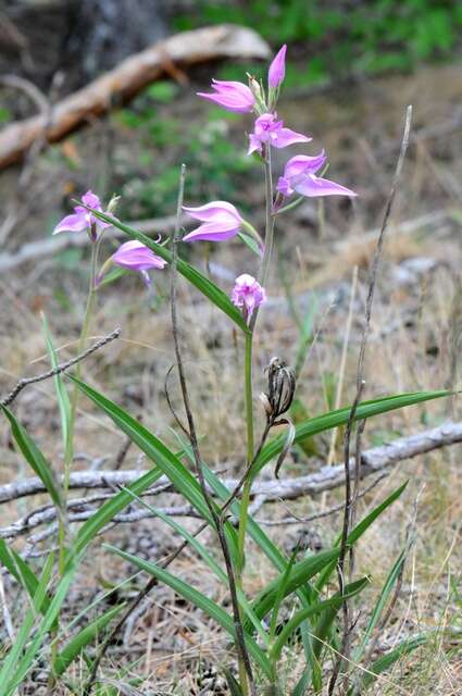 Image of cephalanthera