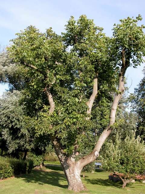 Image of walnut