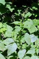 Image of enchanter's nightshade