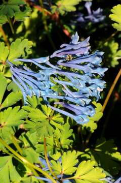 Image of Corydalis elata Bureau & Franch.