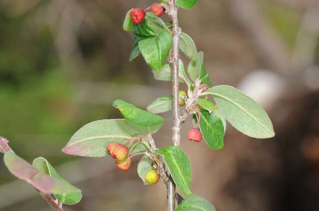 Plancia ëd Cotoneaster canescens Vestergr. ex B. Hylmö