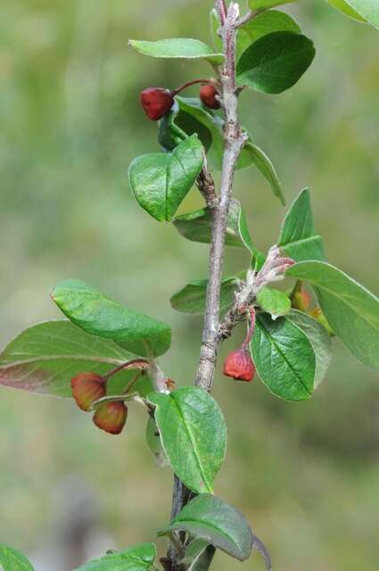 Plancia ëd Cotoneaster canescens Vestergr. ex B. Hylmö