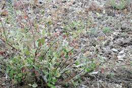 Image of Cotoneaster canescens Vestergr. ex B. Hylmö