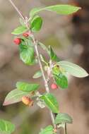 Plancia ëd Cotoneaster canescens Vestergr. ex B. Hylmö