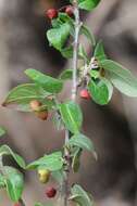 Plancia ëd Cotoneaster canescens Vestergr. ex B. Hylmö