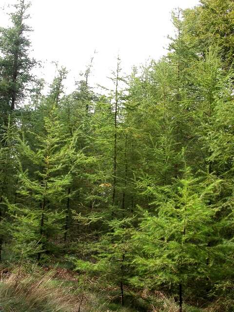 Image of larch