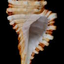 Image of Ranularia boschi (Abbott & Lewis 1970)