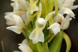 Image de Dactylorhiza incarnata subsp. ochroleuca (Wüstnei ex Boll) P. F. Hunt & Summerh.