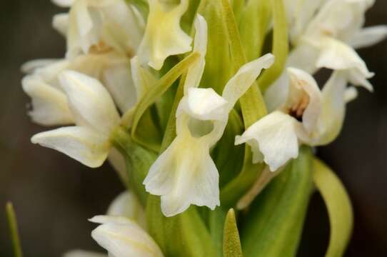 Image of Dactylorhiza incarnata subsp. ochroleuca (Wüstnei ex Boll) P. F. Hunt & Summerh.