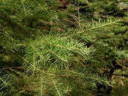 Image of larch