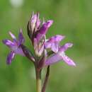 Dactylorhiza traunsteineri (Saut. ex Rchb.) Soó resmi