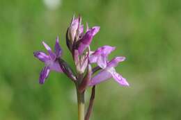 Image of Narrow-leaved marsh-orchid