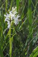 Image of Narrow-leaved marsh-orchid