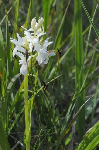 Image of Narrow-leaved marsh-orchid