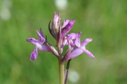 Image of Narrow-leaved marsh-orchid