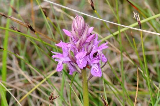 Image of Narrow-leaved marsh-orchid