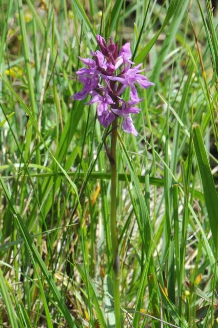 Image of Narrow-leaved marsh-orchid