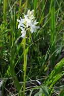 Image of Narrow-leaved marsh-orchid