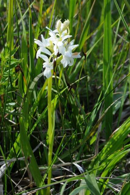 Image of Narrow-leaved marsh-orchid