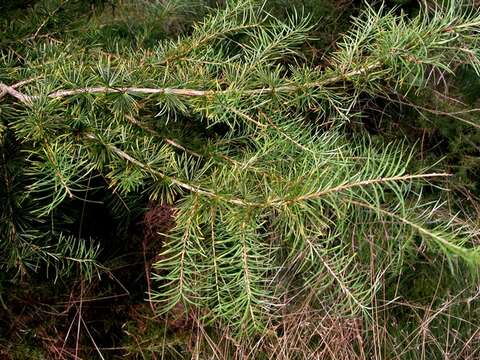 Image of larch