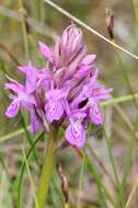 Image of Narrow-leaved marsh-orchid