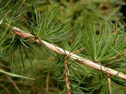 Larix resmi