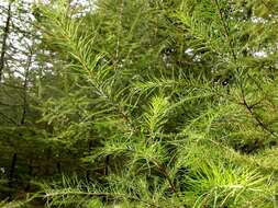 Larix resmi