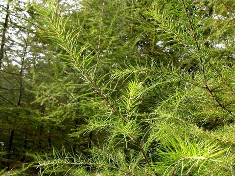 Image of larch