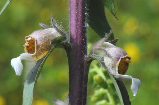 Image of Foxgloves