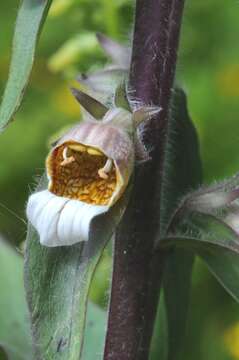 Image of Foxgloves