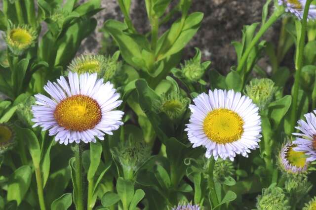 Слика од Erigeron