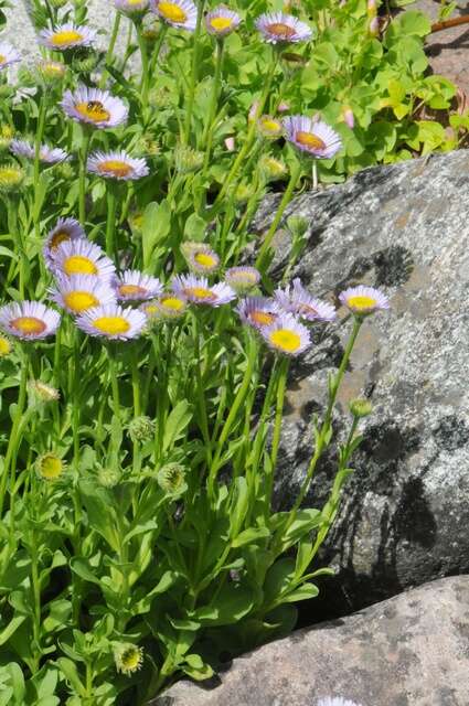 Слика од Erigeron