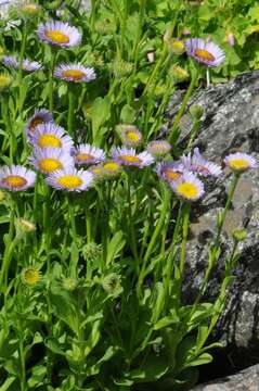 Image of fleabane